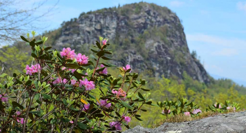 Pink wild flowers jut upwards in front of a mountain landscape